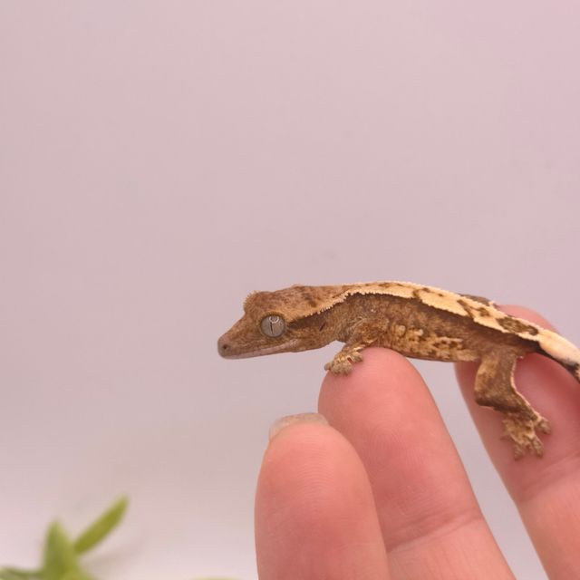 옐로우 크림시클