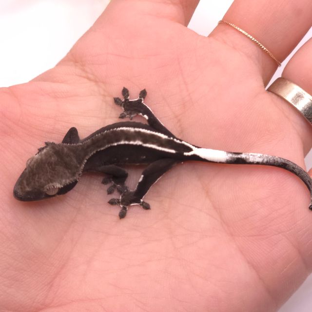 아잔틱 화이트포트홀