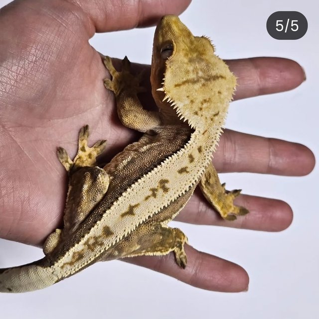 크림시클 크림 옐로우