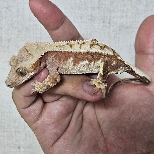 레드 할리퀸