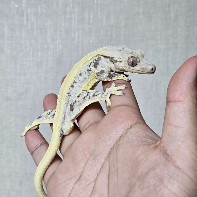 릴리화이트