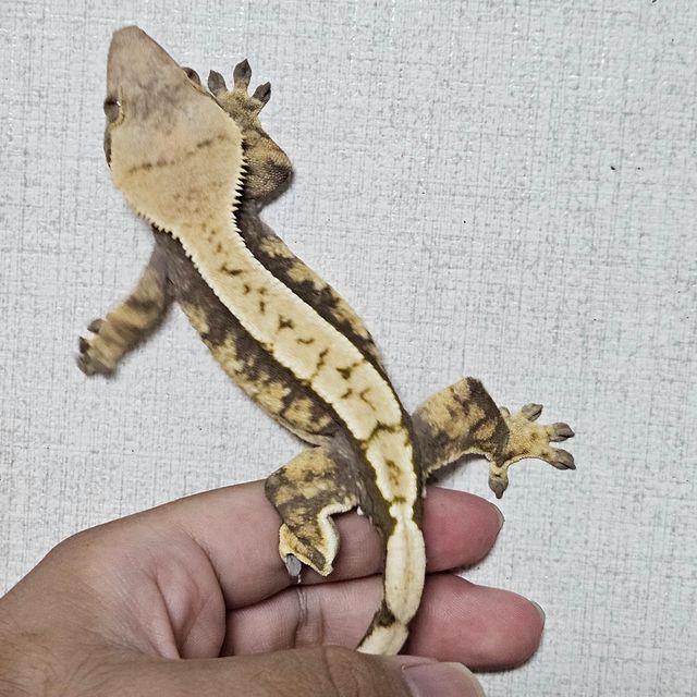 익스트림할리퀸