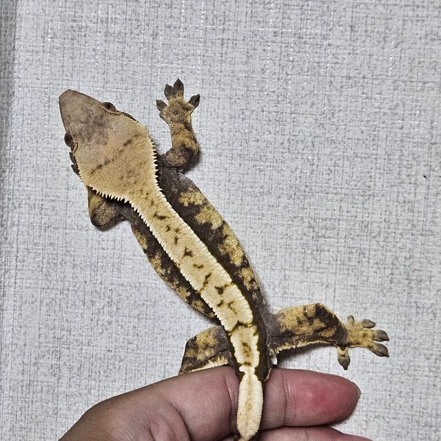 익스트림할리퀸
