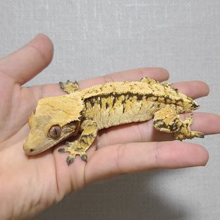 트라이 바브