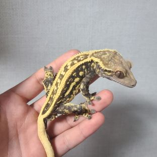발렌