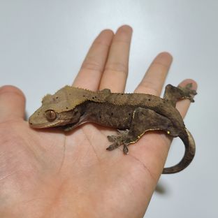 팬텀 챠콜 RCK