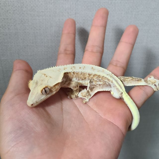 릴리화이트 크림
