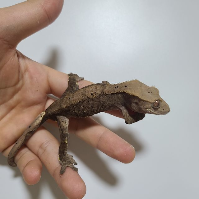 팬텀 챠콜 RCK