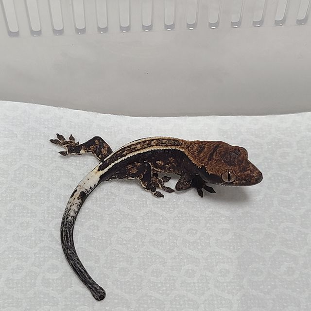 카푸치노
