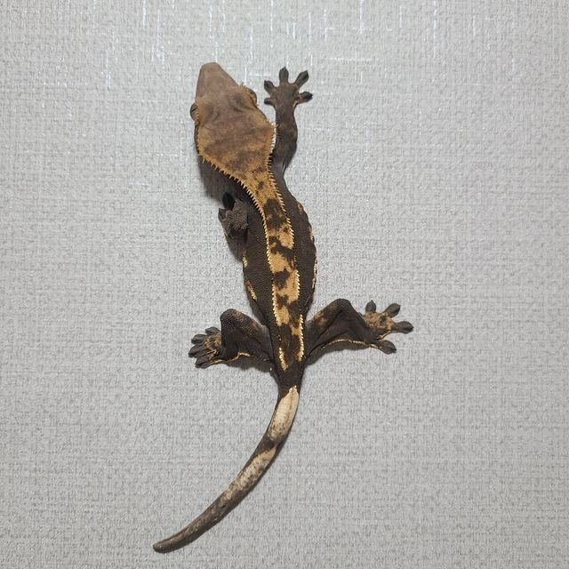 플레임 쿼드