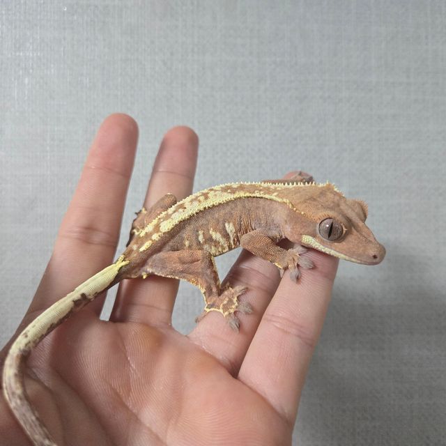카푸치노