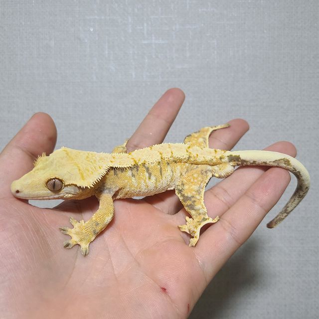 트라이
