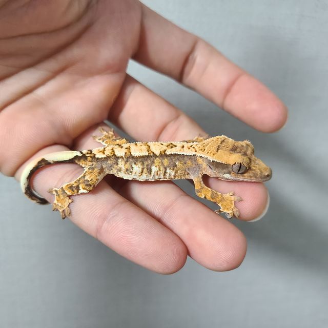 트라이 익스트림할리퀸