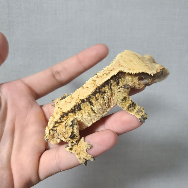 트라이 익스트림할리퀸 바브