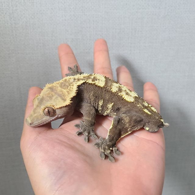 노멀 플레임 다크