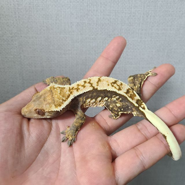 쿼드