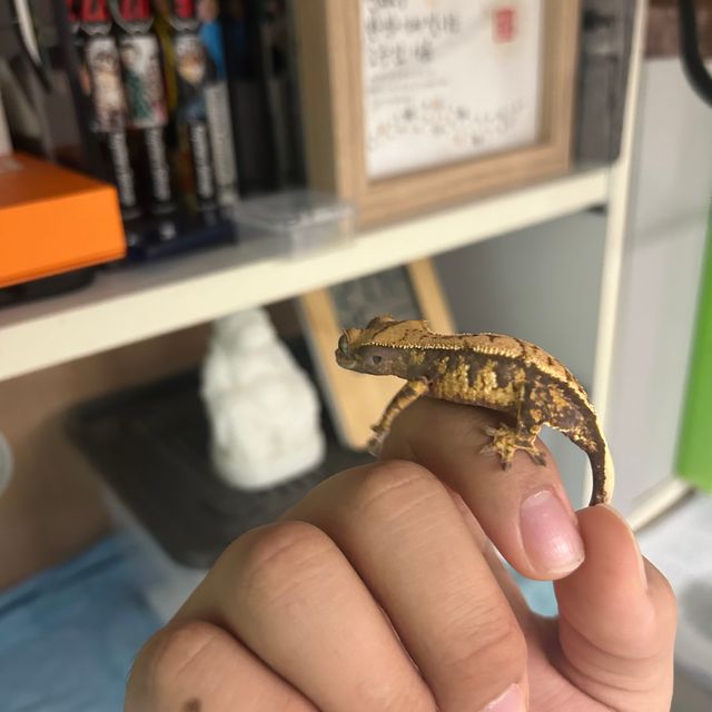 달마시안
