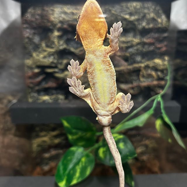 크림시클
