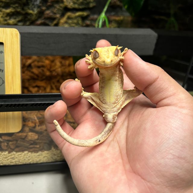 크림시클