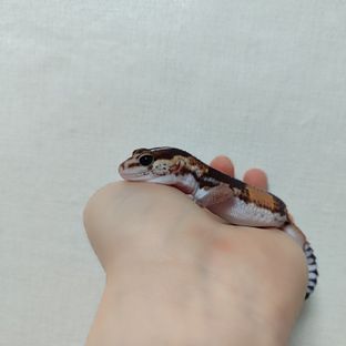 노멀