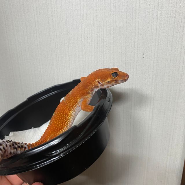블러드 인페르노