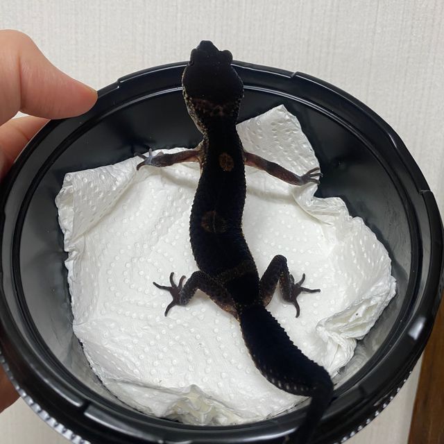 블랙나이트