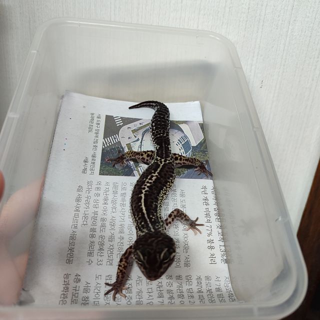 블랙나이트 스노우 인페르노