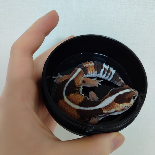노멀