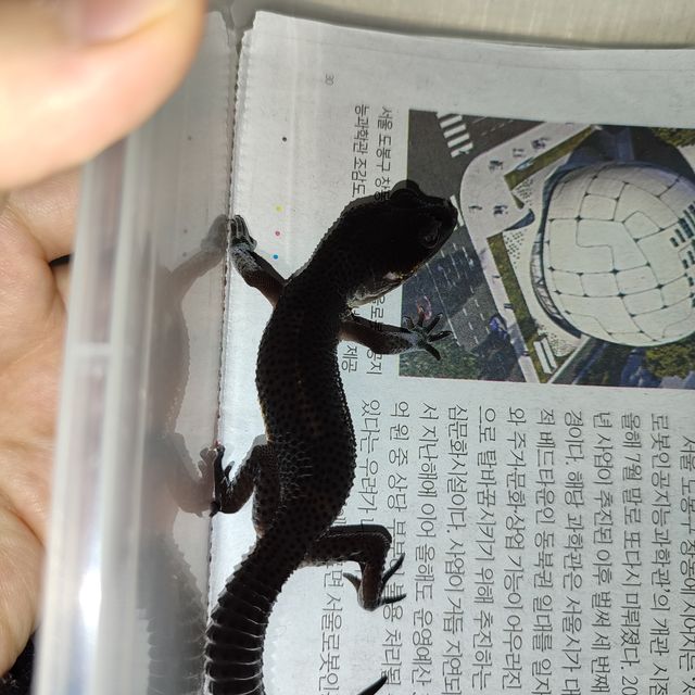 블랙나이트