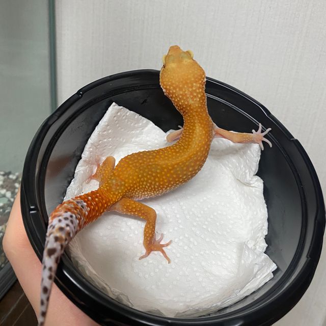 블러드 만다린