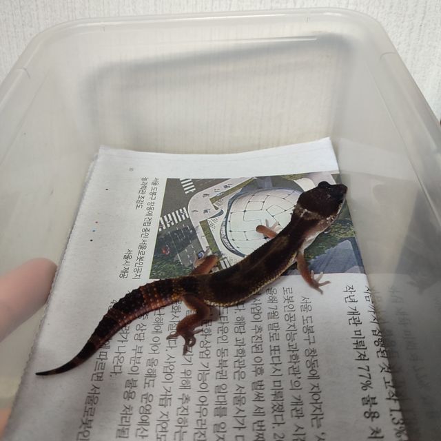 블랙나이트 만다린