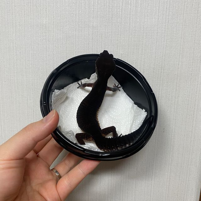 블랙나이트