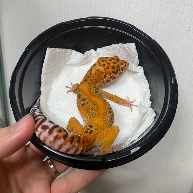 그린 텐저린