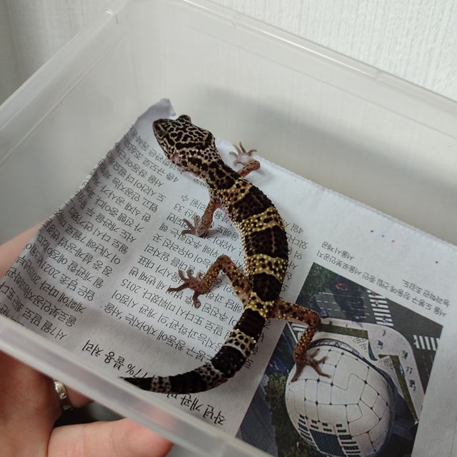 블랙나이트