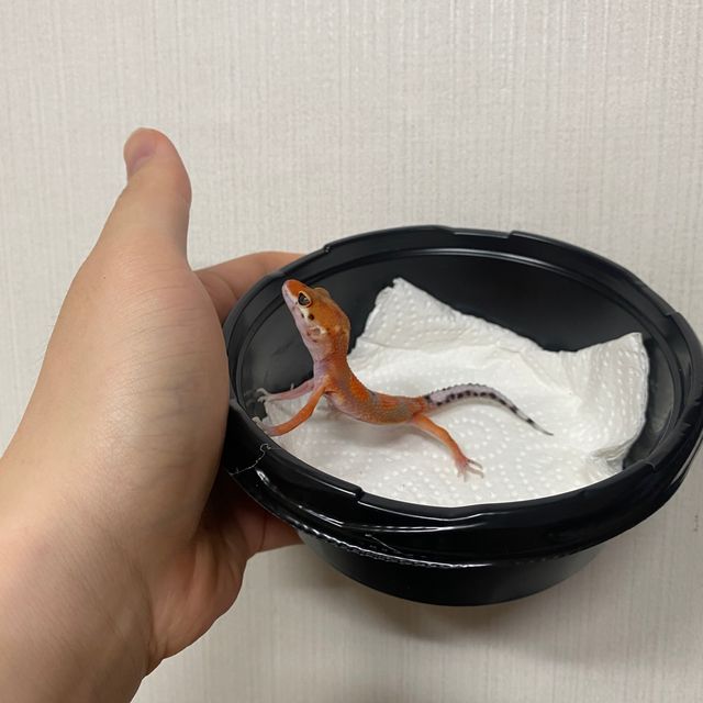 아토믹 블러드
