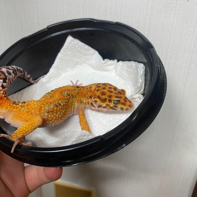 그린 텐저린