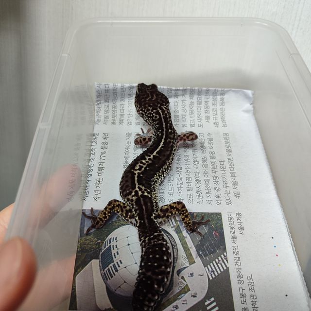 블랙나이트 스노우 인페르노