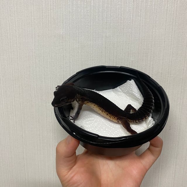 블랙나이트
