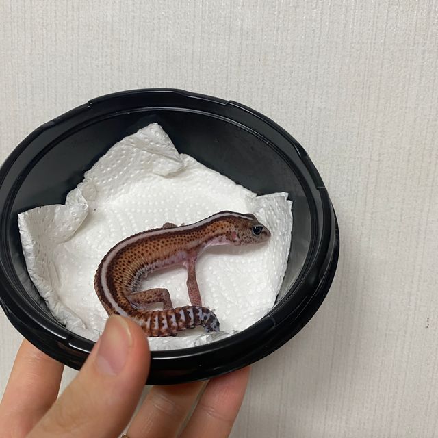 패턴리스 헷 아멜라니스틱