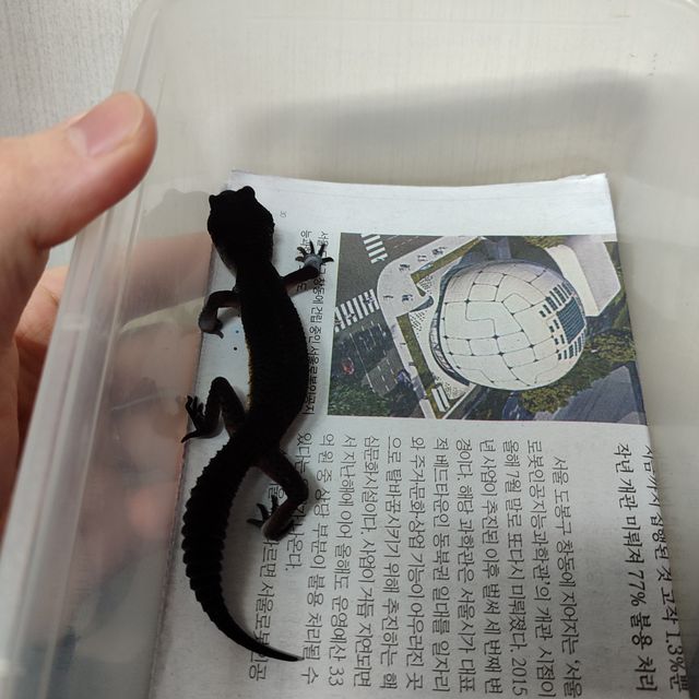 블랙나이트