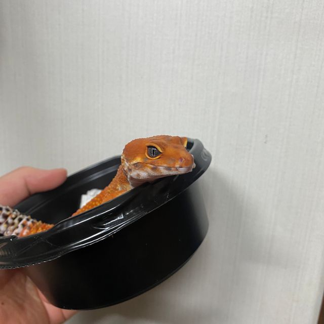 블러드 인페르노