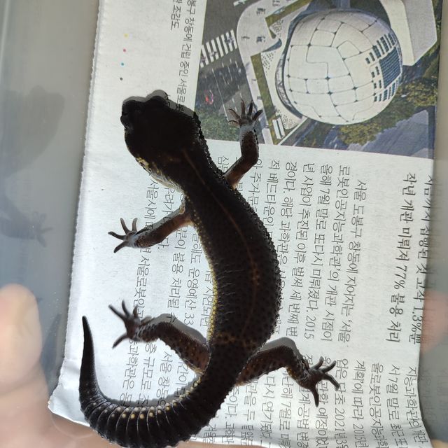 블랙나이트