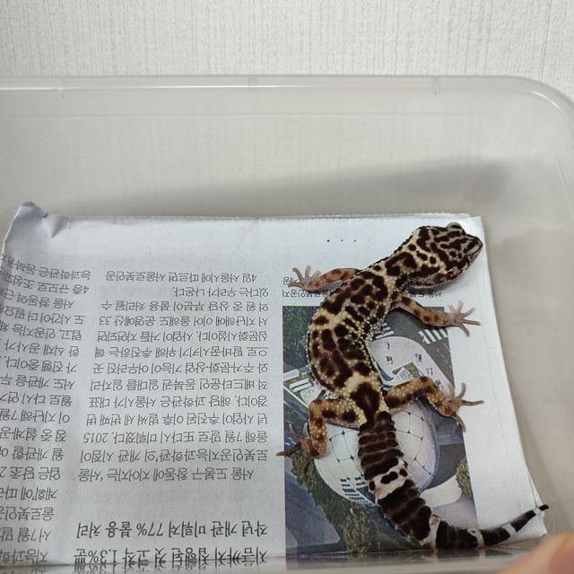블랙나이트