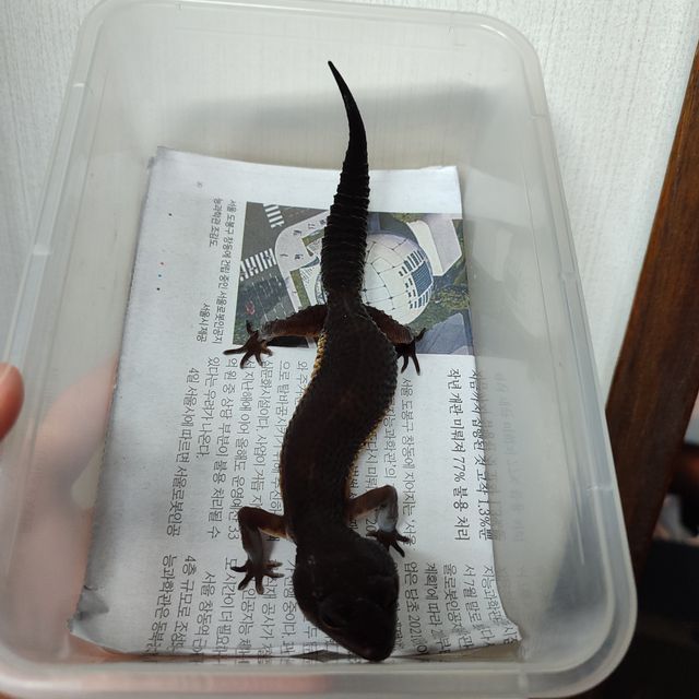 블랙나이트 만다린