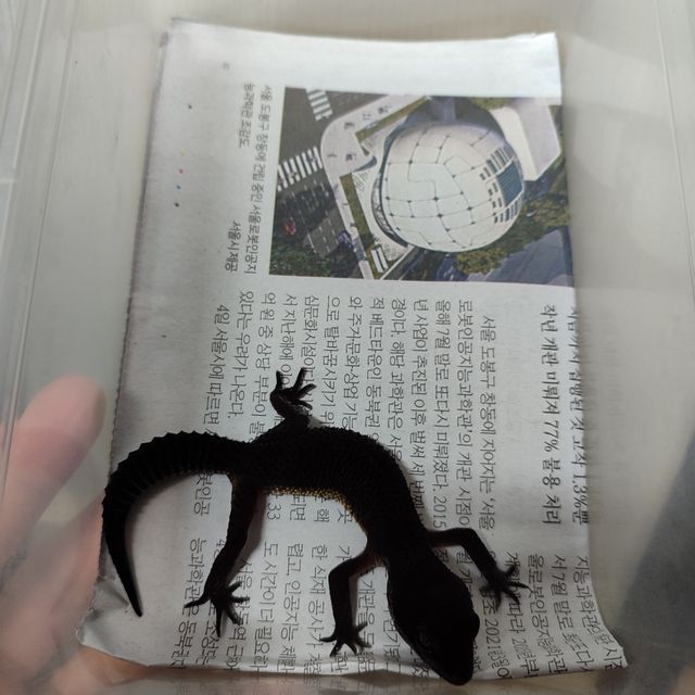 블랙나이트