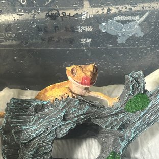 크림시클 레드 옐로우