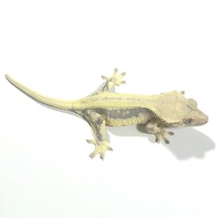 릴리화이트 드리피 화이트핀 트라이 크림 화이트