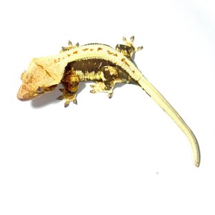 릴리화이트 트라이 드리피 화이트핀 다크 화이트