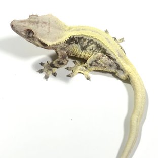 릴리화이트 트라이 드리피 화이트스팟 크림 화이트