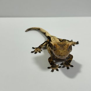 다크 트라이 익스트림할리퀸